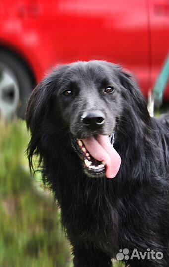 Ищем хозяина для Рика