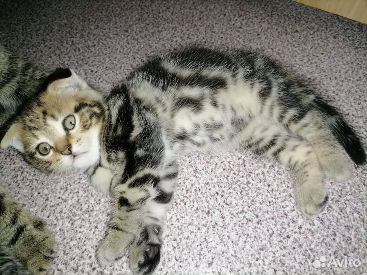 Шотландская кошка