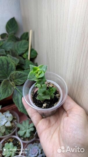 Суккуленты крассула хавортия хатиора