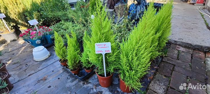 Туя Смарагд.Можжевельник.Ёлка.Ель.Туи