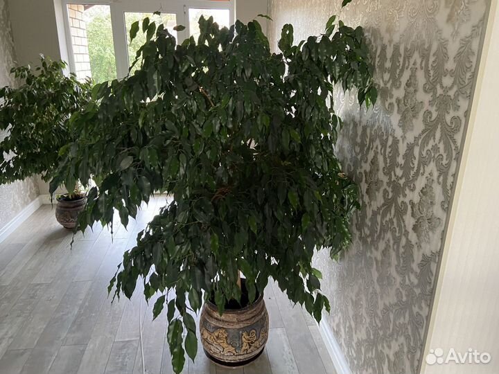 Фикус бенджамина большой