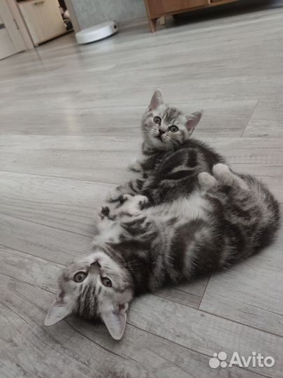 Британские мраморные котята