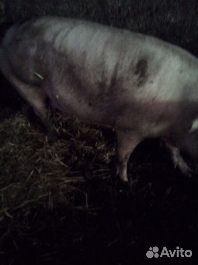 Хряк и свиноматка