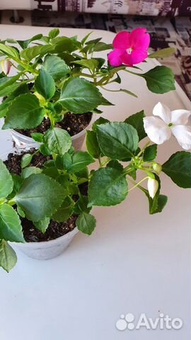 Бальзамины голандские сорта