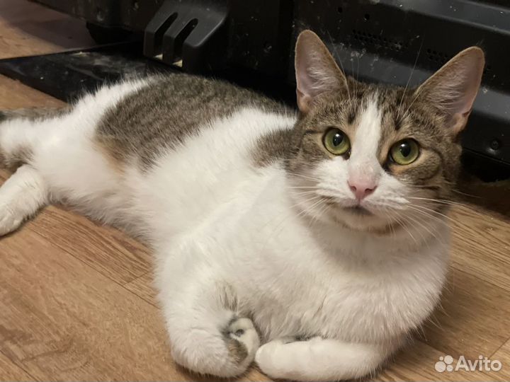 Кошки в добрые руки