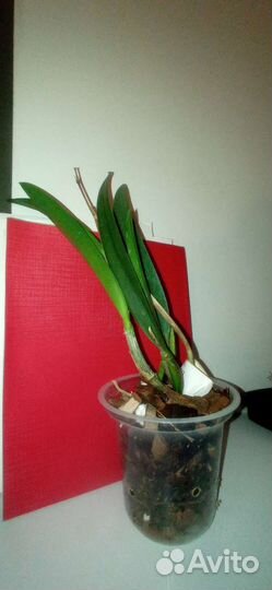 Орхидеи, дендробиумы, Неофинетии, каттлеи