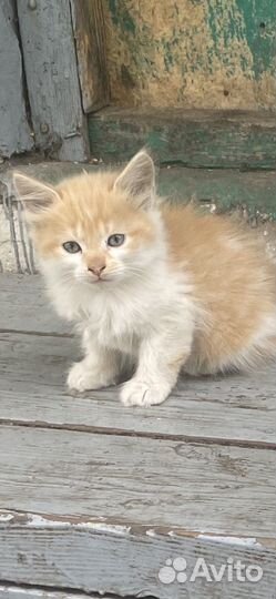 Пушистые котята