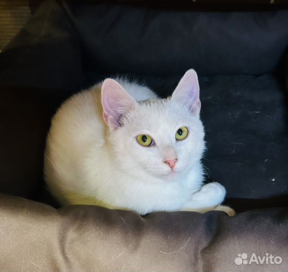 Милый котенок ищет дом