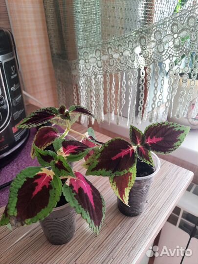 Комнатные растения цветы