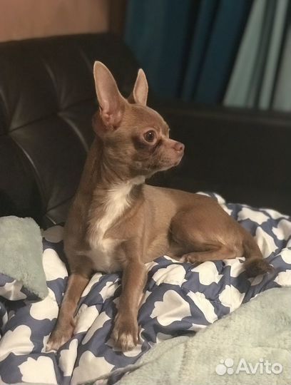 Чихуахуа кобель для вязки