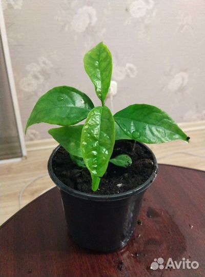 Лантана, уайтфельдия