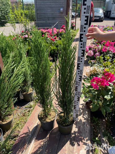 Можжевельник