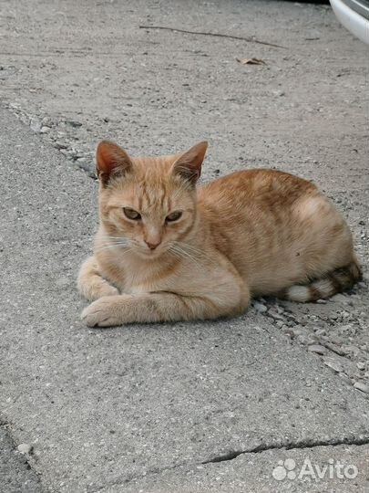 Рыжий котенок ласковый прелестный ищет дом