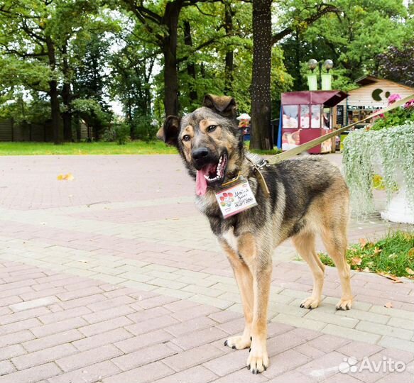 Собака в добрые руки