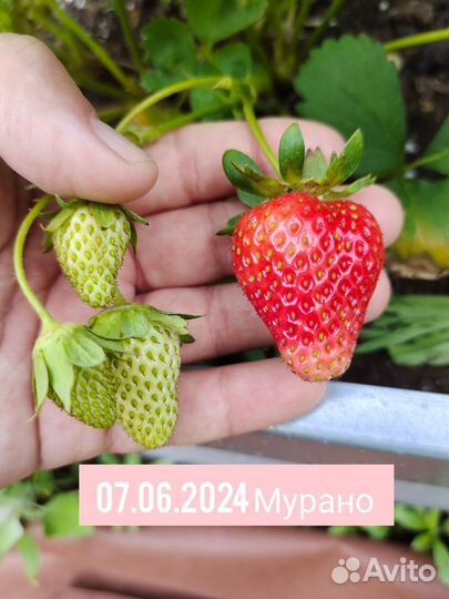 Клубника ремонтантная Мурано