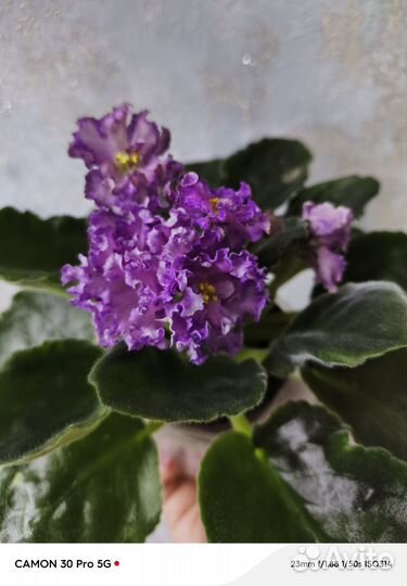 Цветущие фиалки