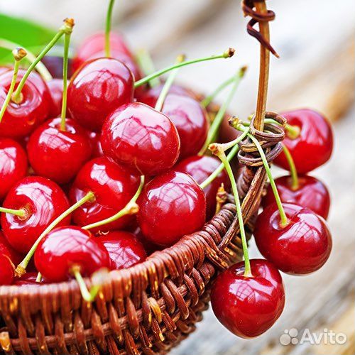 Саженцы низкорослой вишни Норд Стар