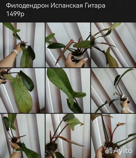 Диффенбахия