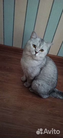 Вязка.Британский кот