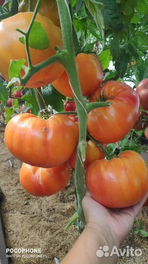 Семена томатов