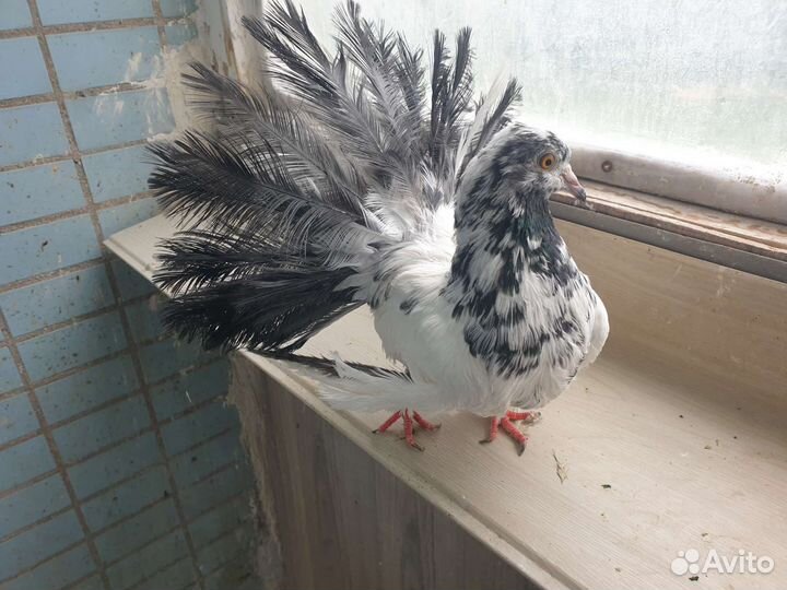 Голуби павлины шелковый