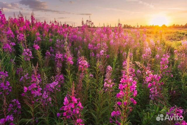 Семена иван чай, кипрей