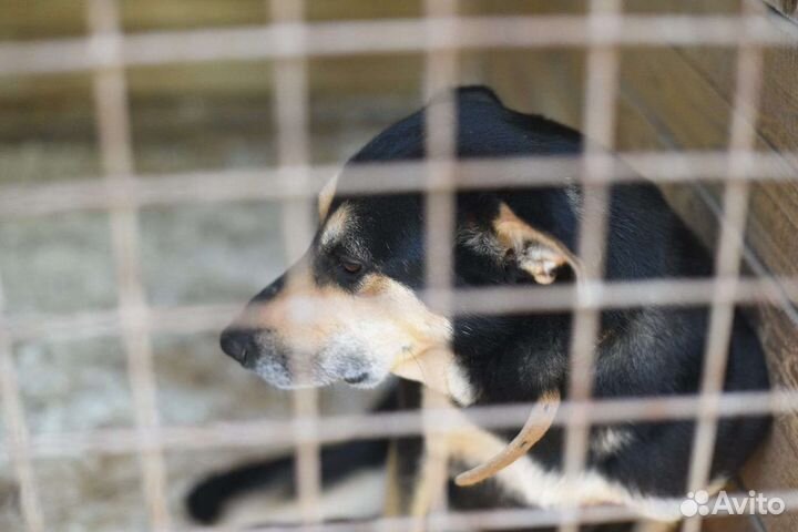 Молодая собака Мэй с бездонной тоской в глазах