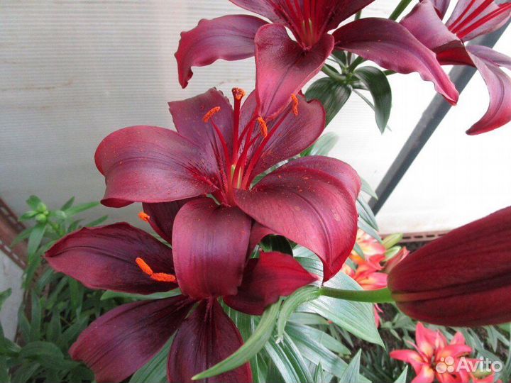 Лилии на осень 2023, принимаю заявки