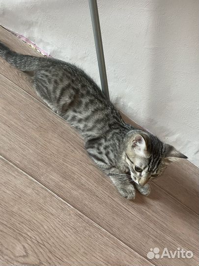 Отдам котенка