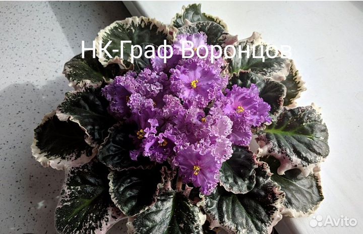 Сортовые фиалки