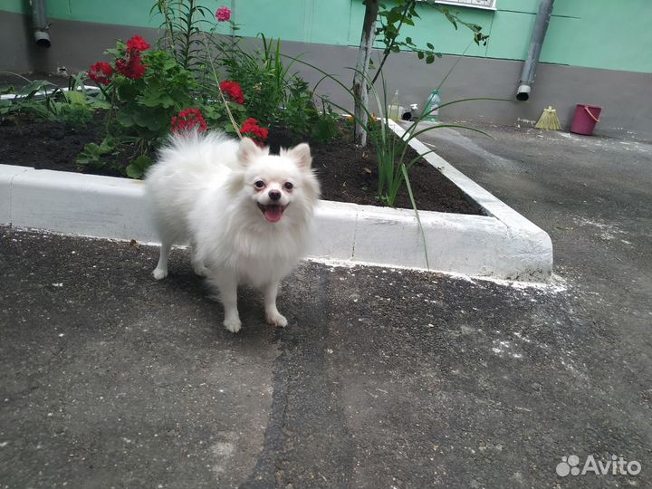 Продаю клубных щенков