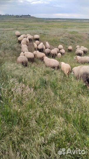Овцы бараны