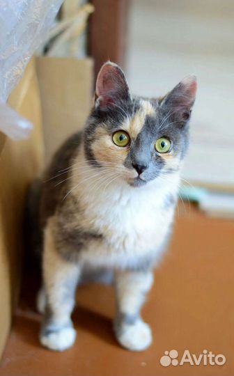 Кошечка Тесса ждёт укотовления