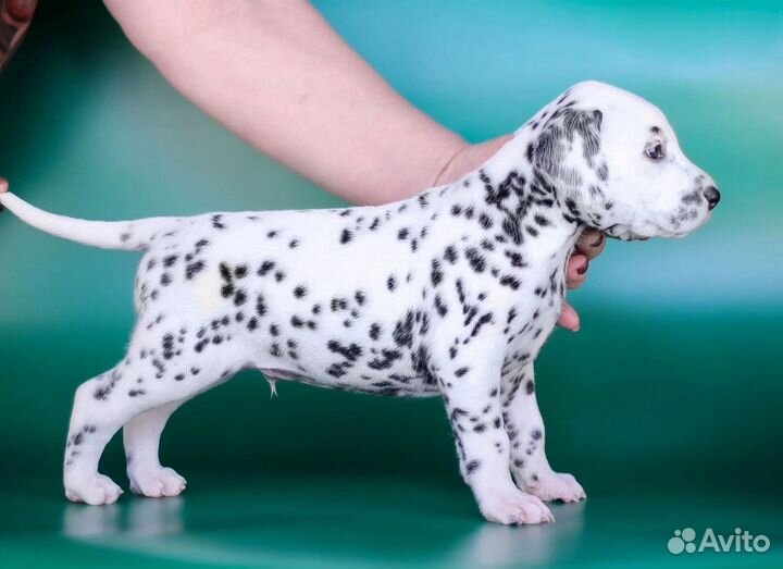 Щенки далматина