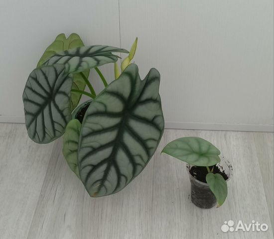 Алоказия шкура дракона купить в Омске | Товары для дома и дачи | Авито