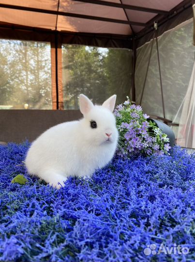 Хтот от лучших производителей