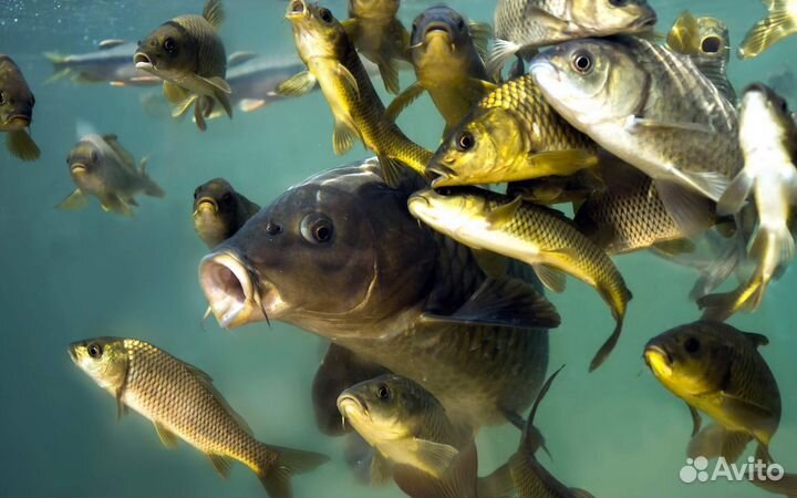 Свежая рыба