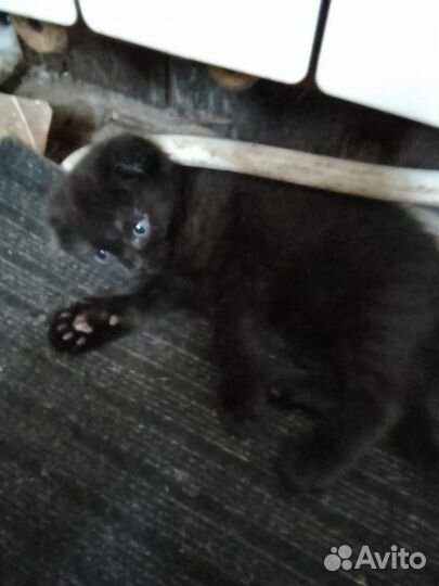 Котята вислоухие