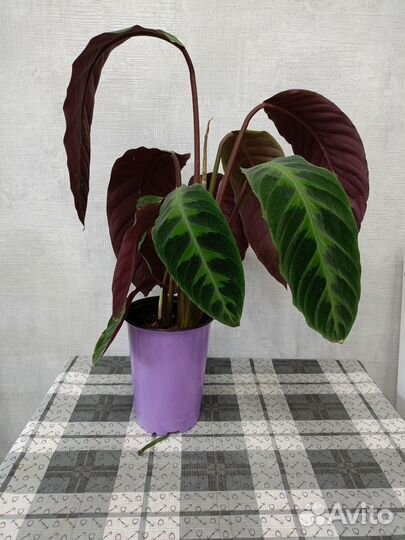 Калатея Варшевича