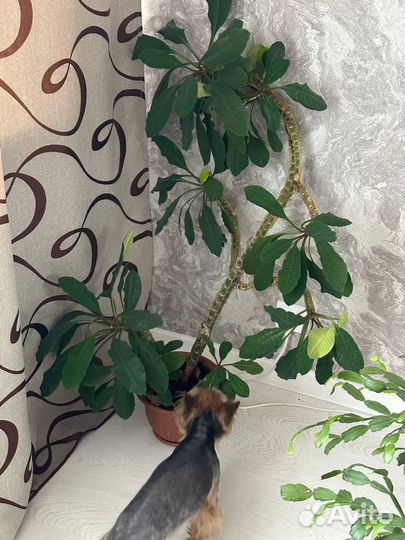 Молочай гребенчатый