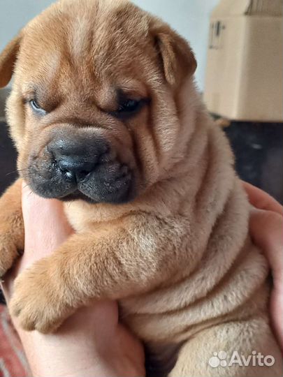 Щенок шарпея