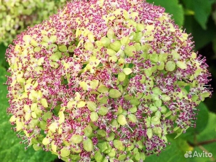 Гортензия древовидная