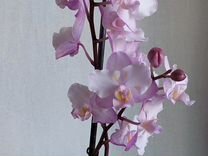 Взрослая орхидея