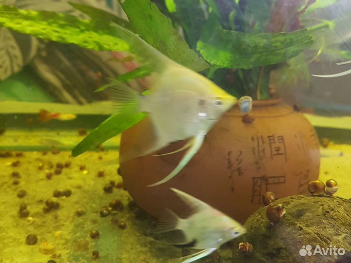 Аквариумные рыбки