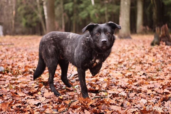 Собака в дар