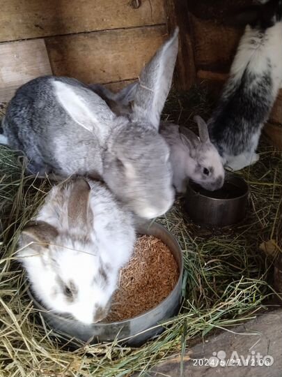 Кролики 4месяца
