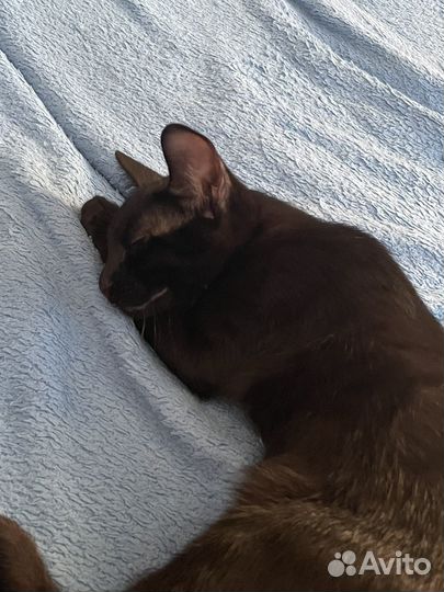 Котик в добрые руки