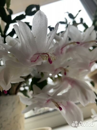 Декабрист шлюмбергера сортовой