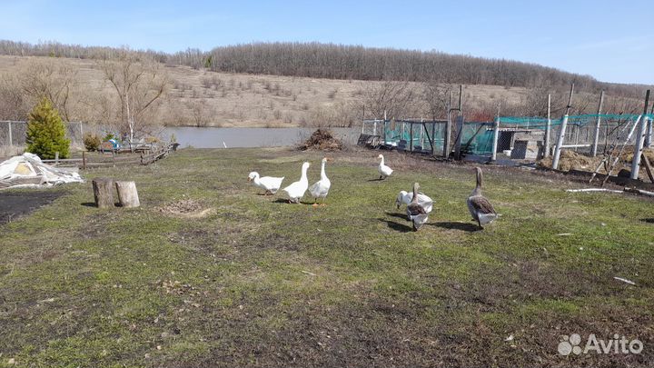 Инкубационное яйцо гусиное