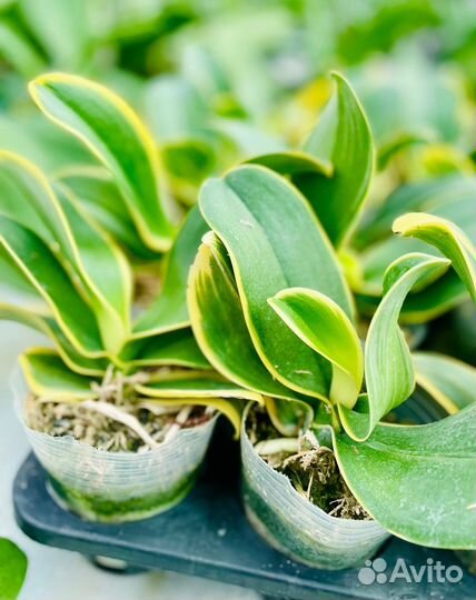 Орхидея фаленопсис микс почта